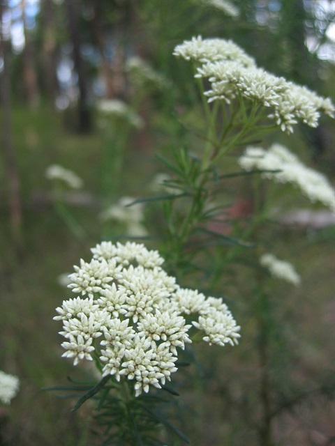 92B-2-Cassinia-aculeata-by-Shire-of-Yarra-Ranges.jpg