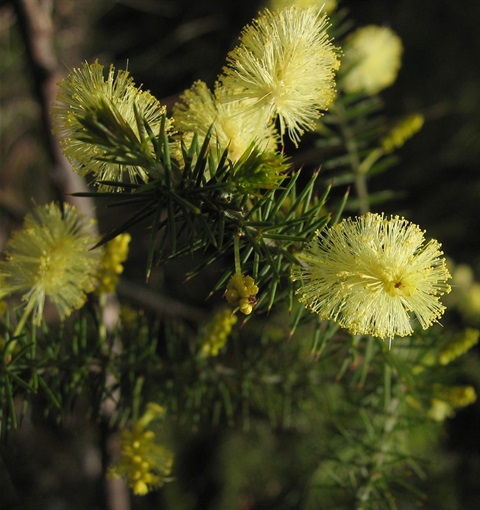 948B-2-Acacia-verticillata-ssp.-cephalantha-fl-SYR.jpg