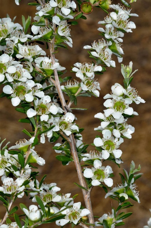 957B-1-Leptospermum-obovatum-fl-Chris-Lindorff.jpg