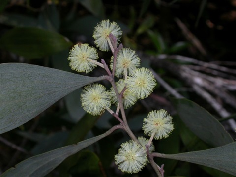 39B-2-Acacia-frigescens-fl-Neville-Walsh.jpg