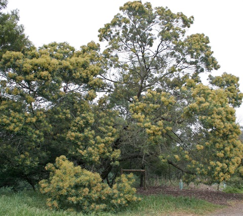 41B-1-Acacia-mearnsii-hab-Marilyn-Gray.jpg