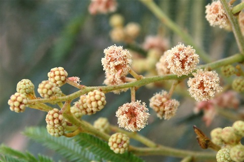 41B-2-Acacia-mearnsii-fl-Marilyn-Gray.jpg