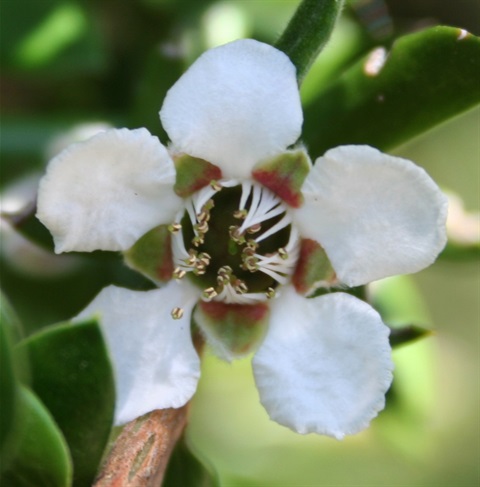 50B-2-Leptospermum-grandifolium-fl-Marilyn-Gray.jpg