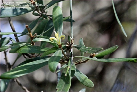 58B-3-Persoonia-arborea-fol-Kenn-Harris.jpg