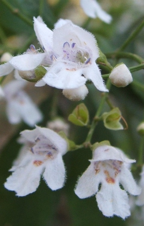 61B-2-Prostanthera-lasianthos-Flowers-Marty-White.jpg