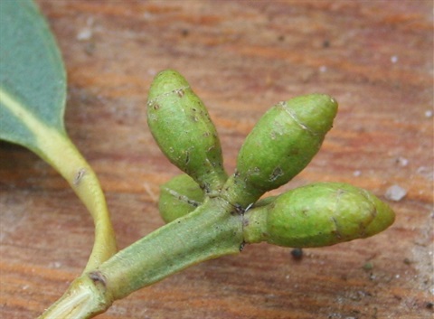 11B-3-Eucalyptus-cypellocarpa-bud-Marilyn-Gray.jpg