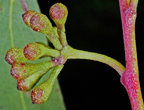 13B-3-Eucalyptus-delegatensis-bud-Peter-Kinchington.jpg