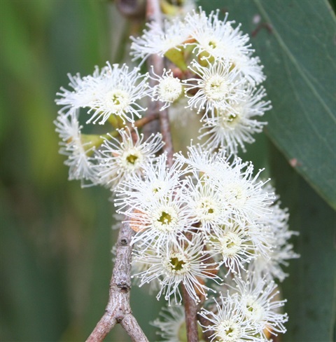 14B-3-Eucalyptus-dives-fl-Marilyn-Gray.jpg