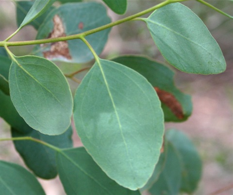 19B-6-Eucalyptus-melliodora-fol-Marilyn-Gray.jpg