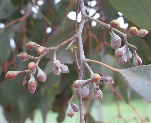 24B-3-Eucalyptus-polyanthemos-ssp.-vestita-buds-Marilyn-Gray.jpg