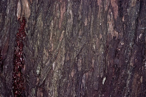 28B-2-Eucalyptus-sieberi-bark-Peter-Kinchington.jpg