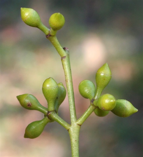 7B-3-Eucalyptus-bridgesiana-bud-Marilyn-Gray.jpg