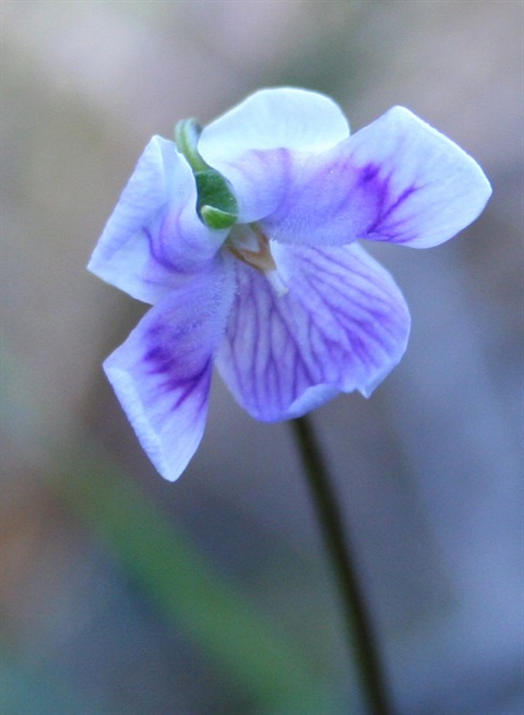 355B-3-Viola-hederacea-fl-Marilyn-Gray.jpg