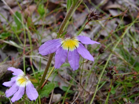 751B-3-Scaevola-aemula-fol-Marilyn-Gray.jpg