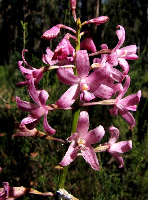 498B-2-Dipodium-roseum-fl-Richard-Hartlands.jpg