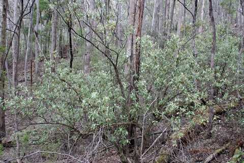 08-Mountain-Grey-Gum-Damp-Forest-Dandenongs-Marilyn-_updated.jpg