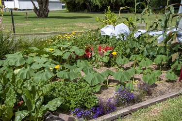 Healesville Community Garden - Gardens