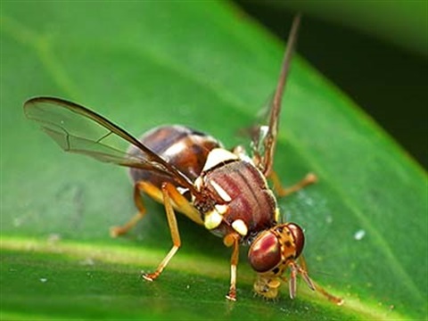 A Queensland Fruit Fly - image courtesy of PreventFruitFly.com.au