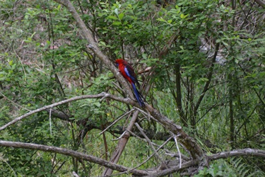 Crimson rosella