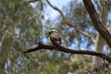 Kookaburra