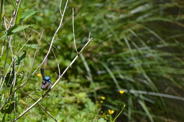 Superb fairy wren