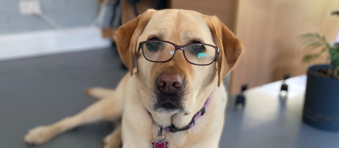 An image of Lucy the Labrador by Nicole Stebbing