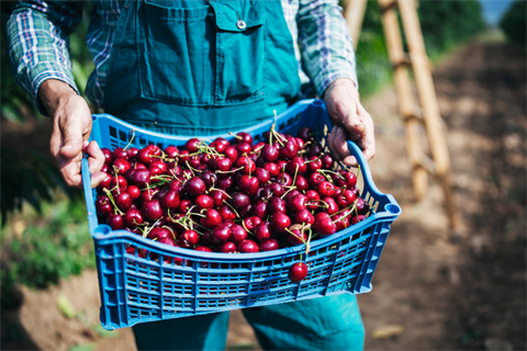 Person picking cherry