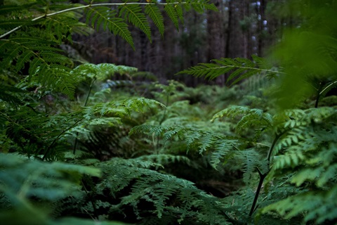 ferns