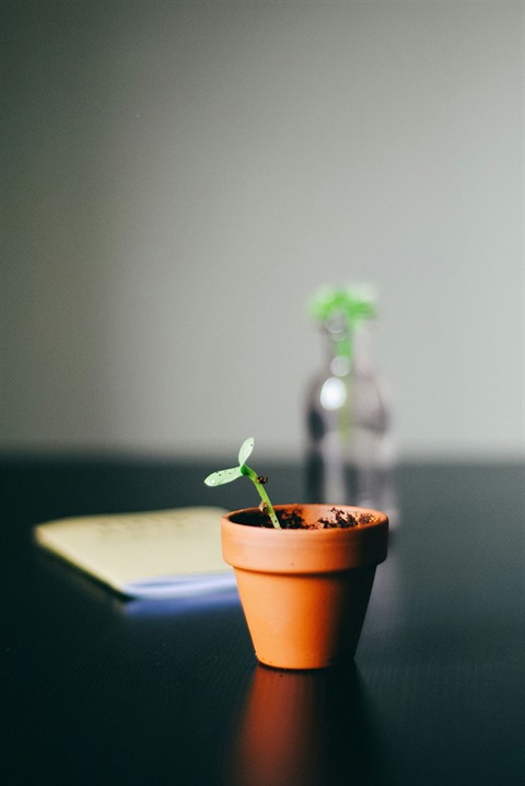 small pot plant