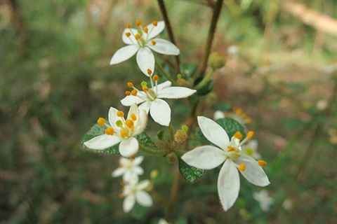 Asterolasia-asteriscophora-ssp.jpg