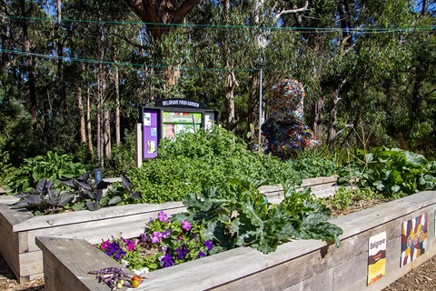 belgrave-community-garden-(27).jpg