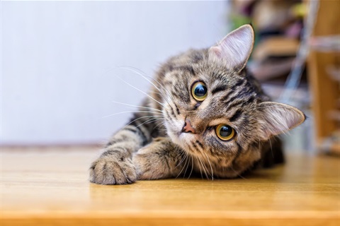 Cat laying on the floor