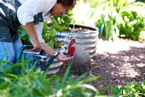 Lady feeding a chicken in her garden