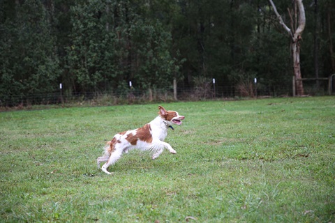 Dogs at Council Park Belgrave Recreation Reserve  (12).jpg