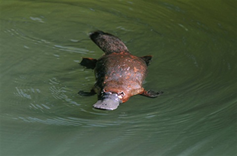 platypus-swimming.jpg