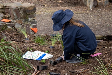 Margaret Lewis Reserve Planting 2023