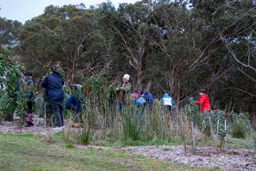 Birdsland Planting 2022