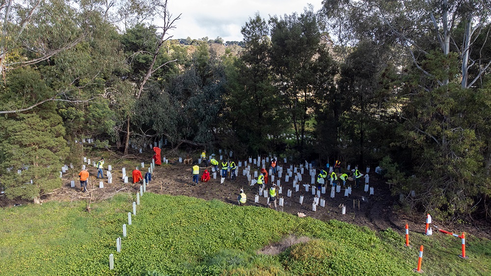 tree-planting-seville-8.jpg