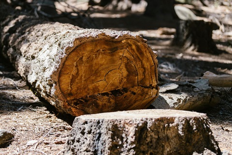 Tree log lying on ground.