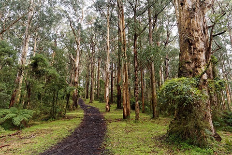 trees-on-public-land.jpg