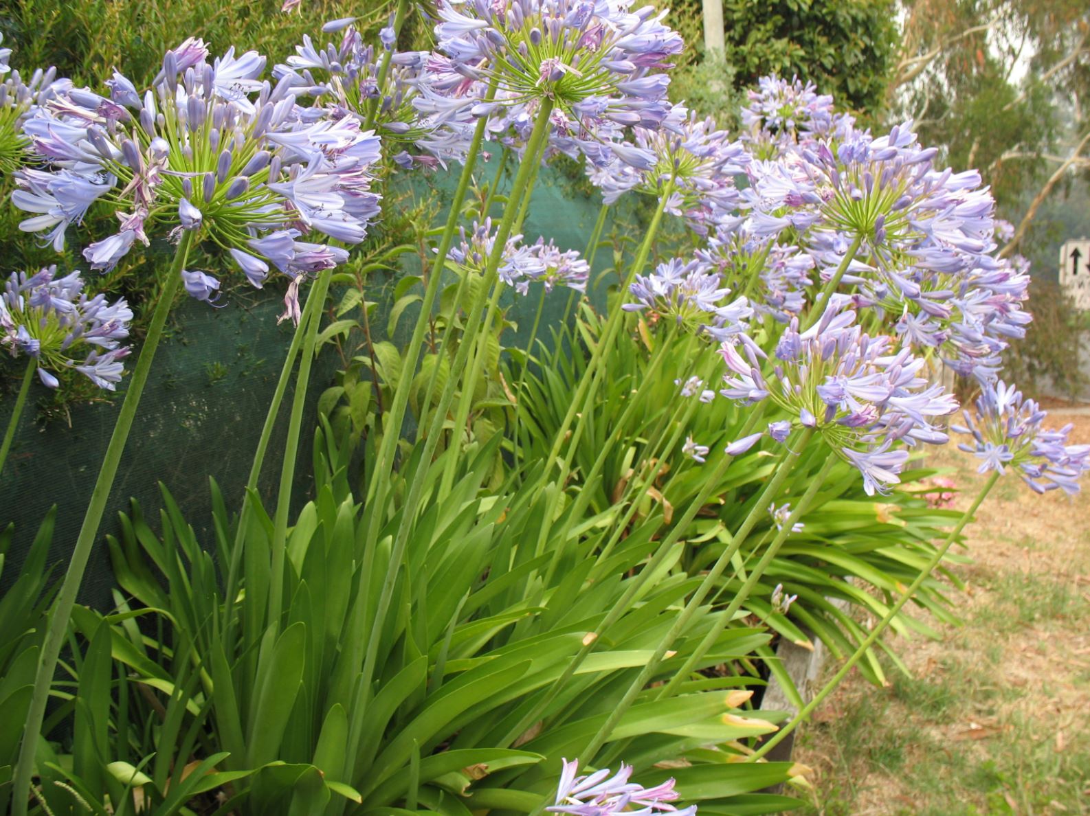 Is agapanthus poisonous to hot sale dogs