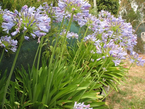 agapanthus.JPG