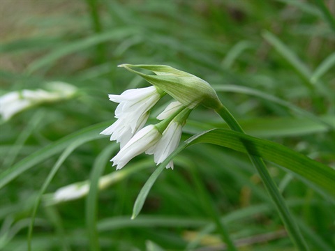 Angled-Onion-Allium-triquetrum-Naomi-Henderson.jpg