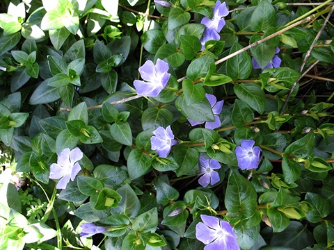 Blue Periwinkle