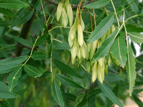 Desert-Ash-Fraxinus-augustifolia.jpg