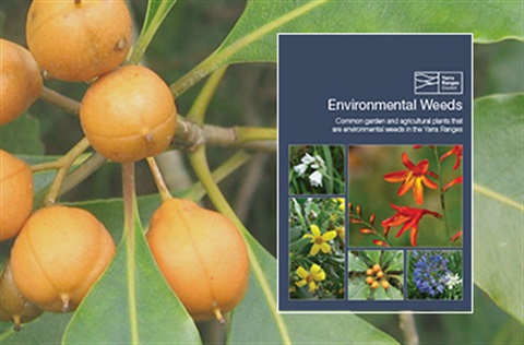 Enviro-Weeds-Booklet-Tile.jpg