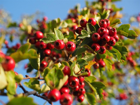 Hawthorn-Crataegus-monogyna (1).jpg