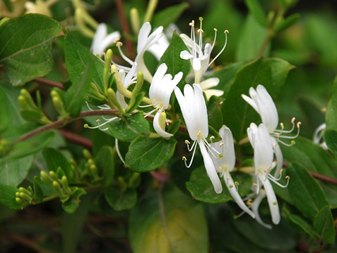 Honeysuckle-800px.jpg