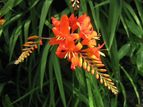 montbretia-Crocosmia-x-crocosmiiflora.jpg