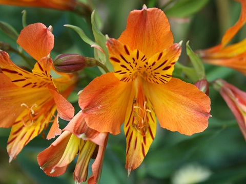 peruvian-lily-Alstroemeria-auria.jpg